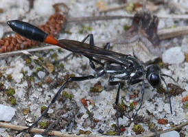 Common Thread-waisted Wasp
